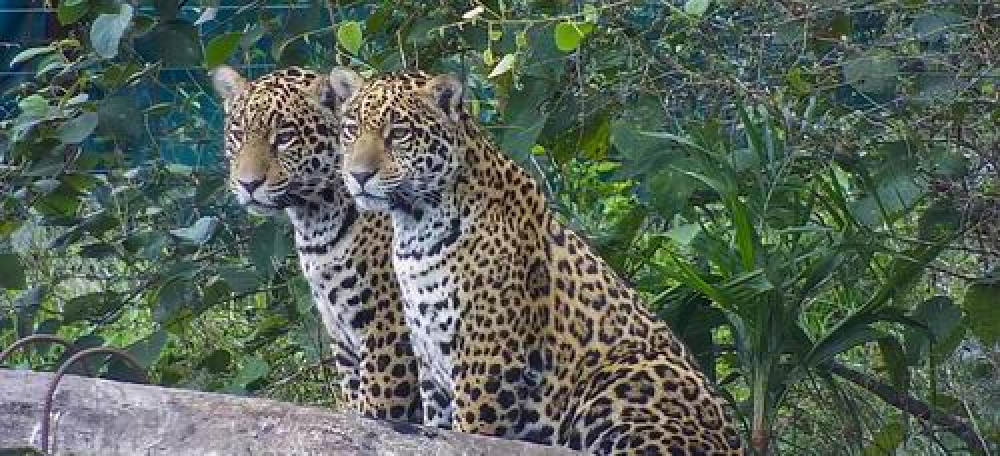  “Convocan a conferencia de suma actualidad, la casa común y el Iberá”