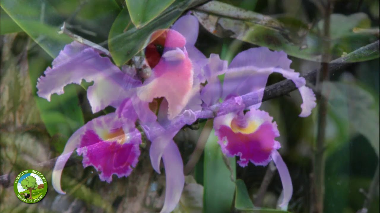  Feria virtual sobre la obra y el pensamiento de Paulo Freire en el siglo XXI: [Melba Luz Cuenca Almario]