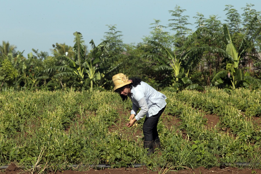  Estudio revela desigualdades vividas por mujeres rurales en Cuba