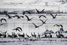  «Dos sesiones» prometen futuro de mayor cooperación entre China y América Latina, dice académico argentino