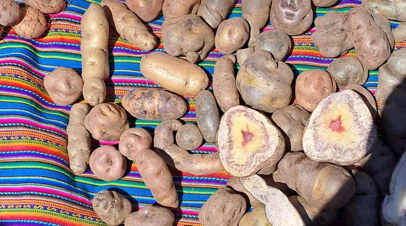  Vigésima reunión de la Comunidad de Práctica de Agroecología en los Andes