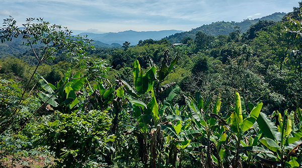  Con Panela y Café: Jóvenes del Chocó Andino resistiendo a la minería